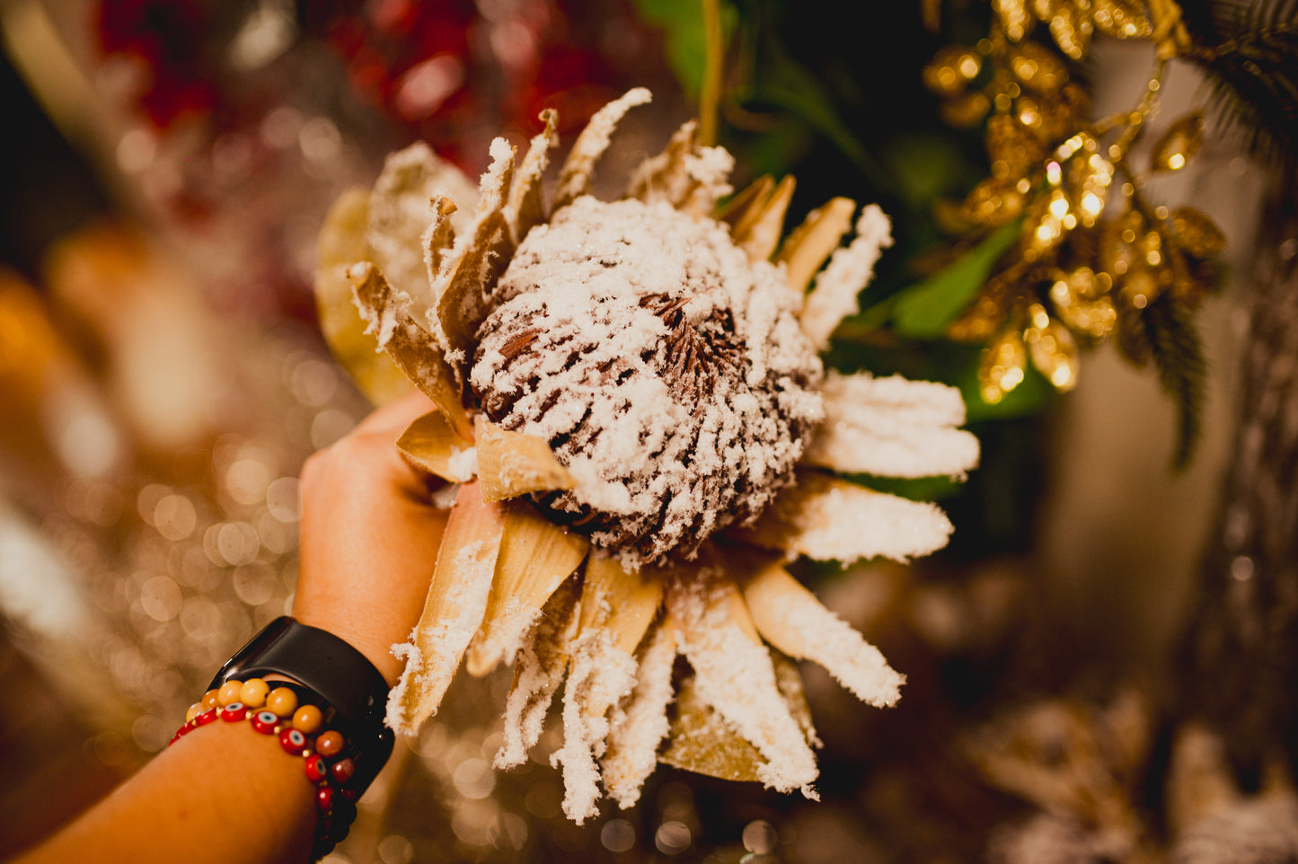 Protea Nevada