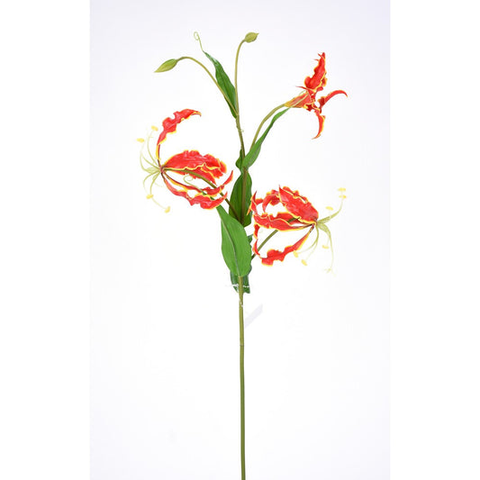 Lily Gloriosa