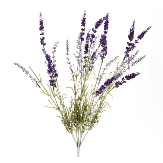 Arbusto Lavanda