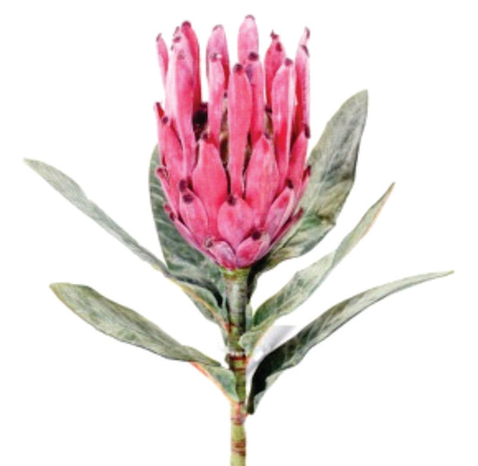 PROTEA LAURIFOLIA 18"