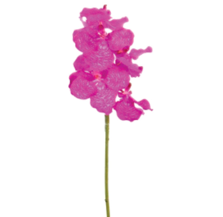 WANDAI ORCHID