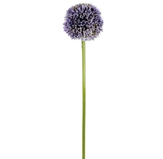 Allium