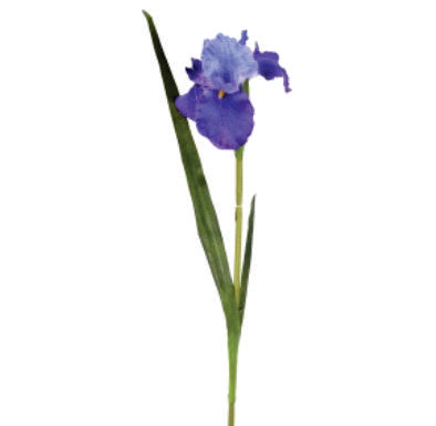 IRIS BLUE