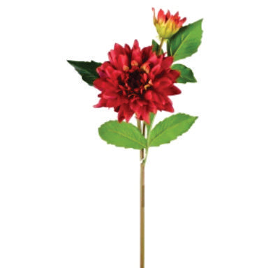 DHALIA RED