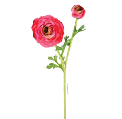 RANUNCULUS