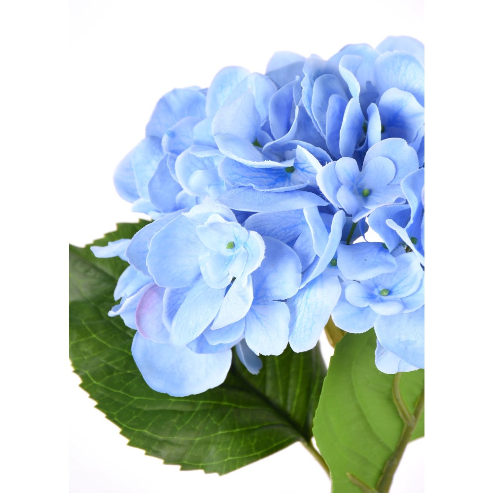 Hortensia Azul Fresh Touch