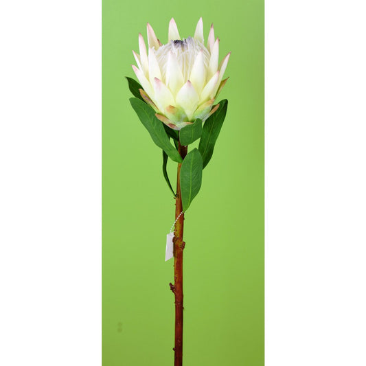 Protea Crema 29"