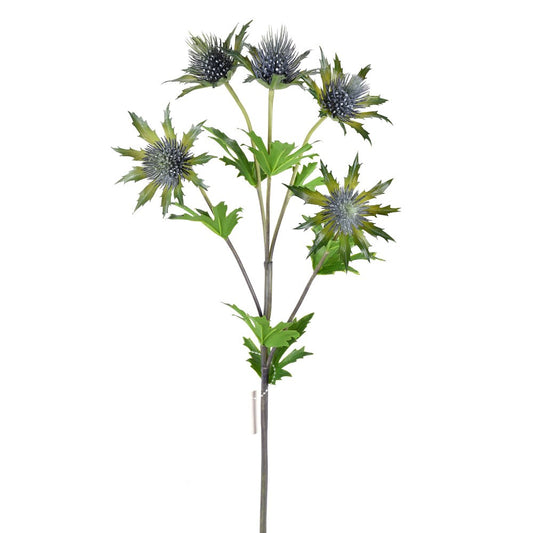 Eryngo Azul