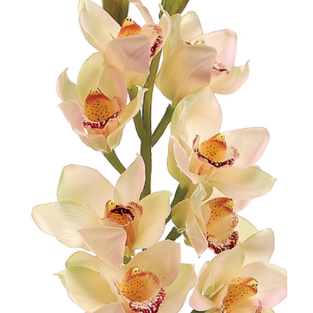 Orquídea Cymbidium