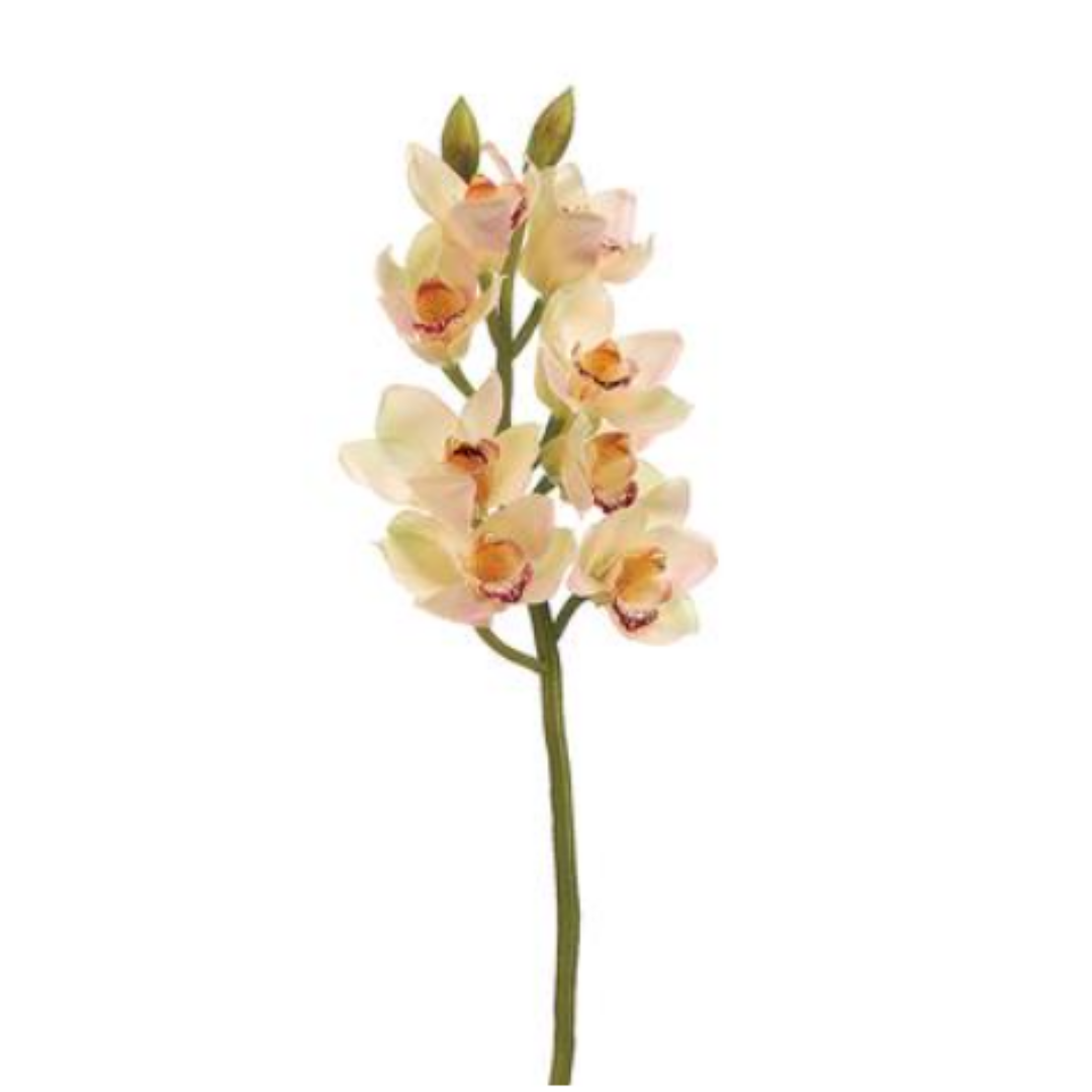 Orquídea Cymbidium