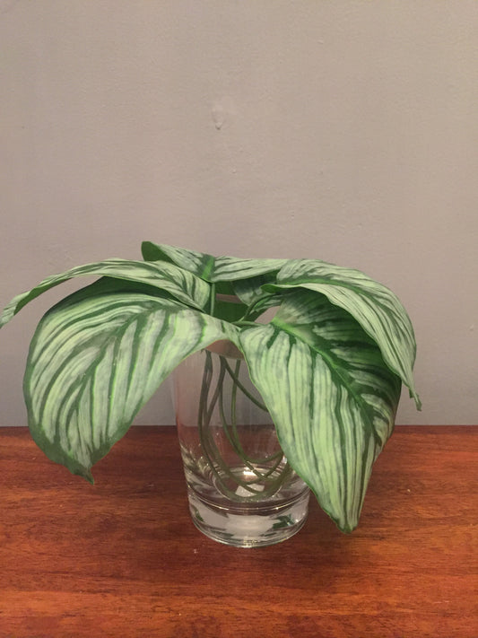 Follaje tipo Hoja Calathea (por buquet)