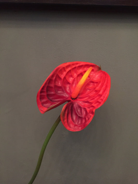 Anthurium Rojo